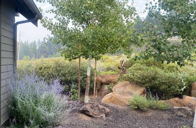 61384 Lost Hollow Loop