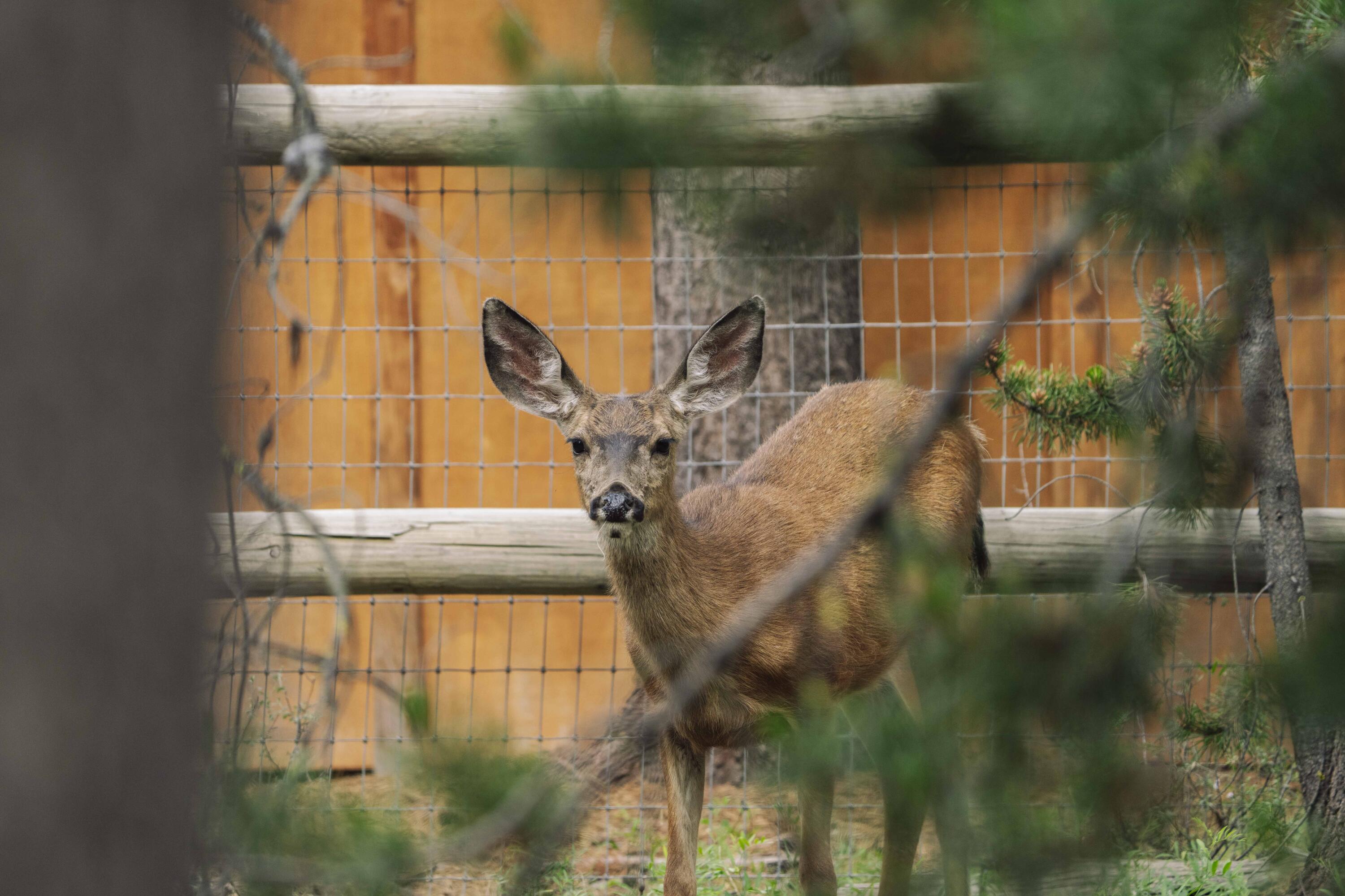 55827 Wood Duck Drive