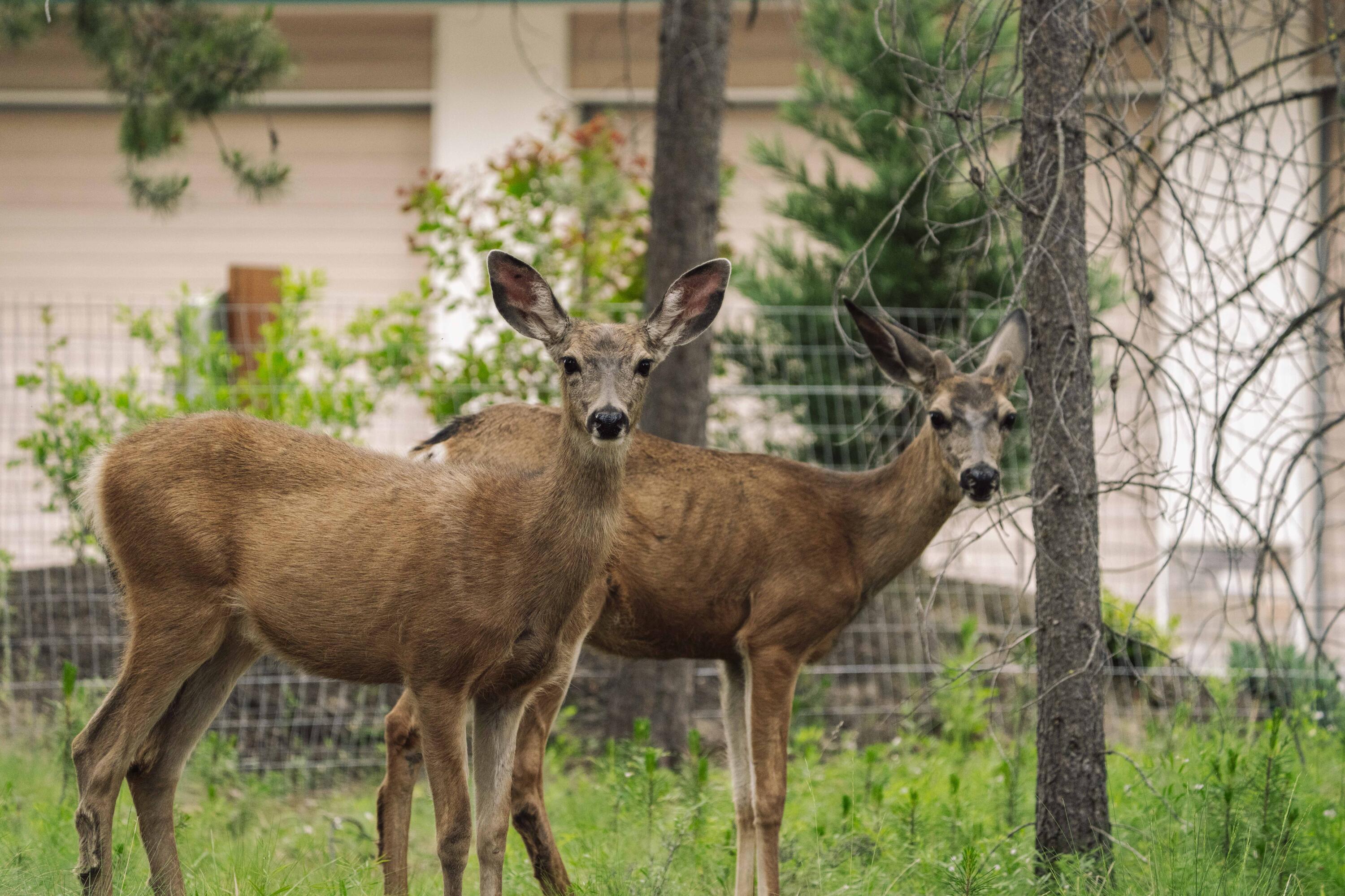 55827 Wood Duck Drive