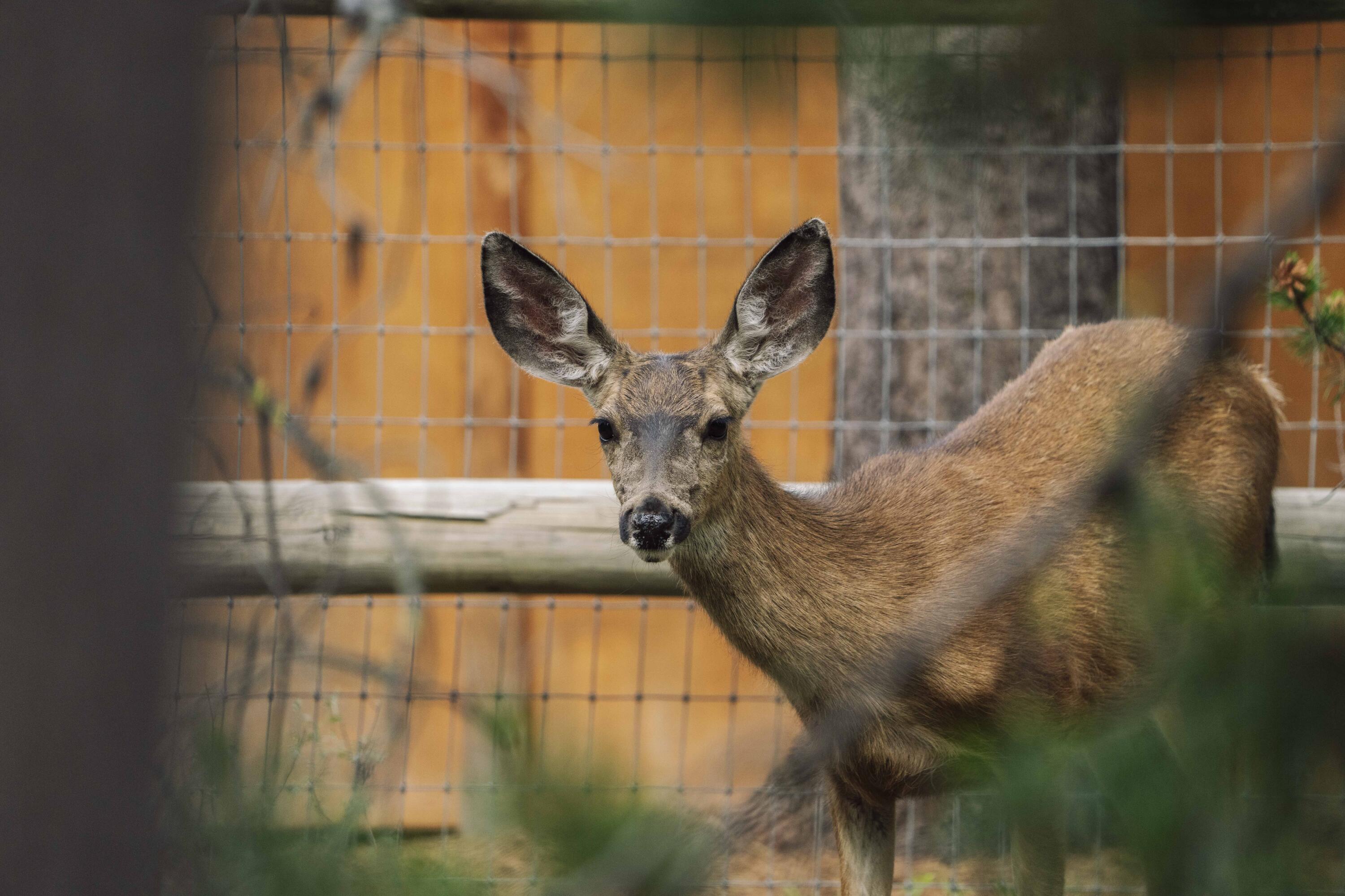 55827 Wood Duck Drive