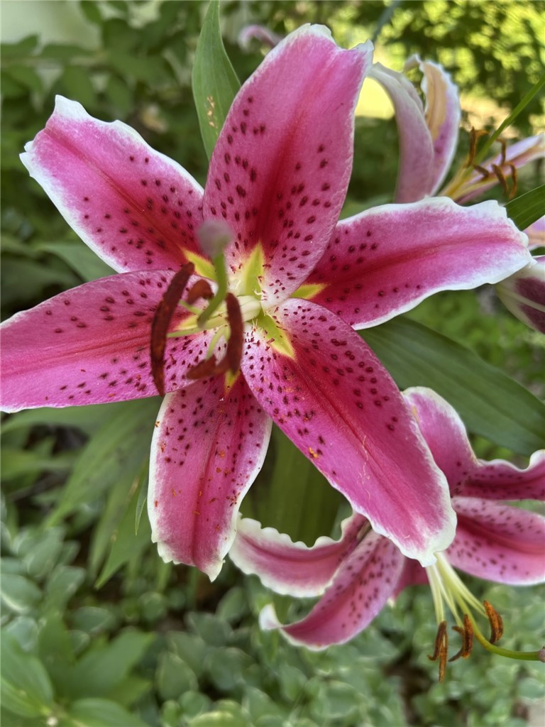 147 Francis Horn Drive