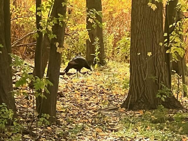 1454 Marwood Drive SE