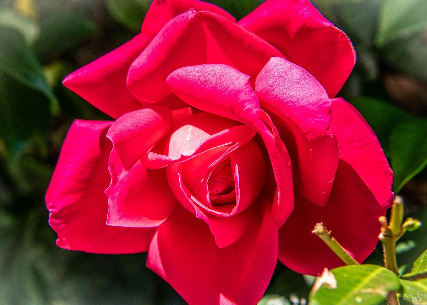 58 Junipero Serra Ave