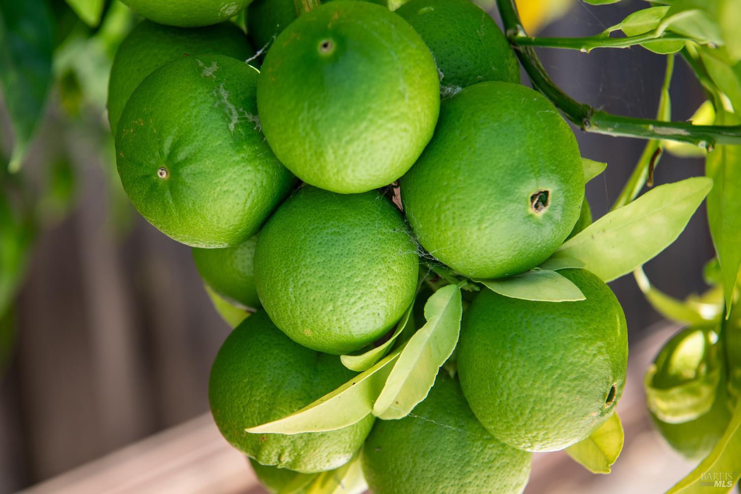 58 Junipero Serra Ave