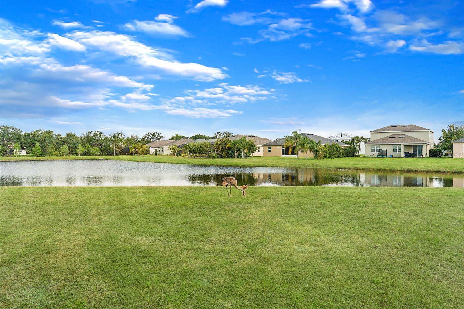 14914 FLOWING GOLD DR