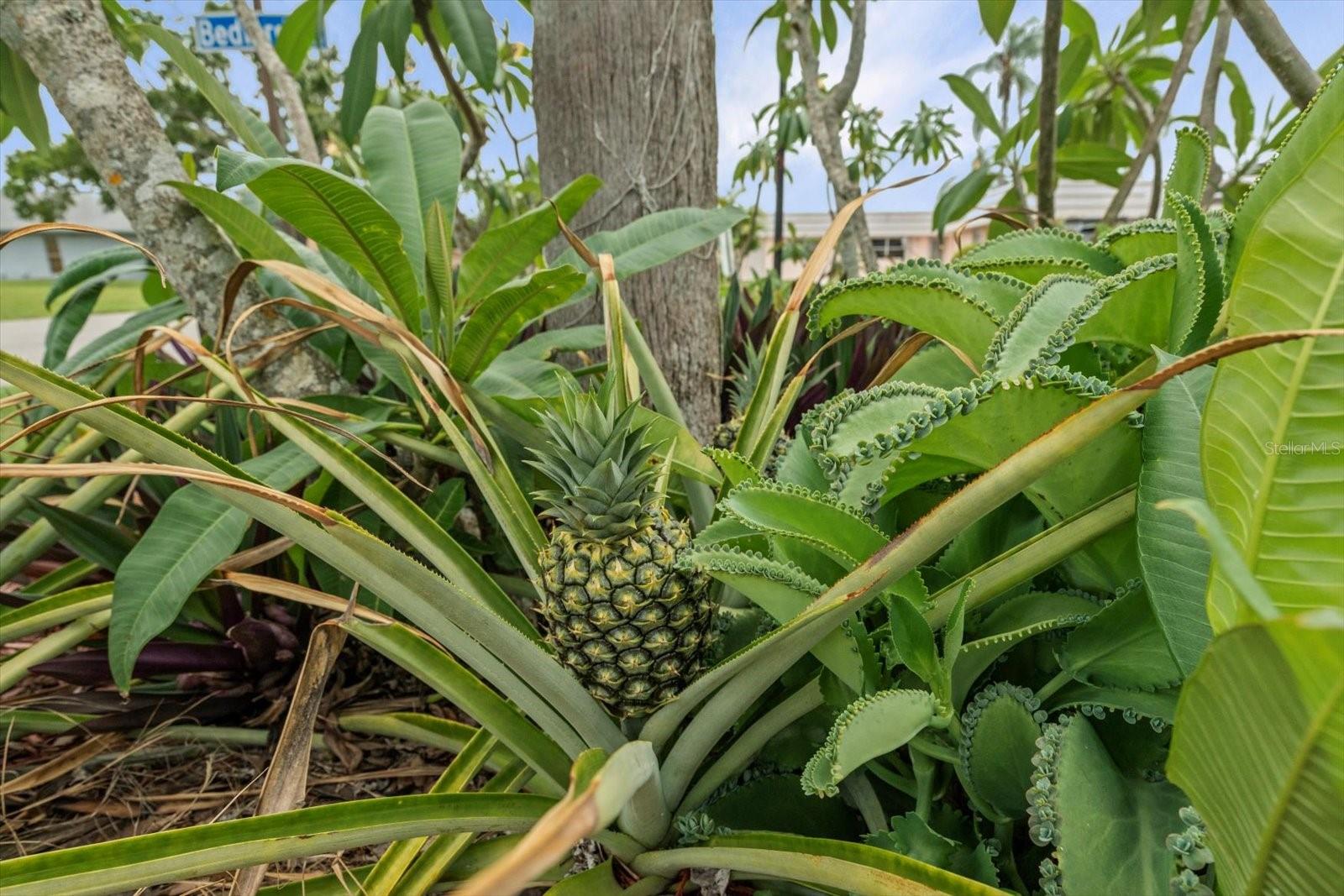 202 BEDFORD TRL #120