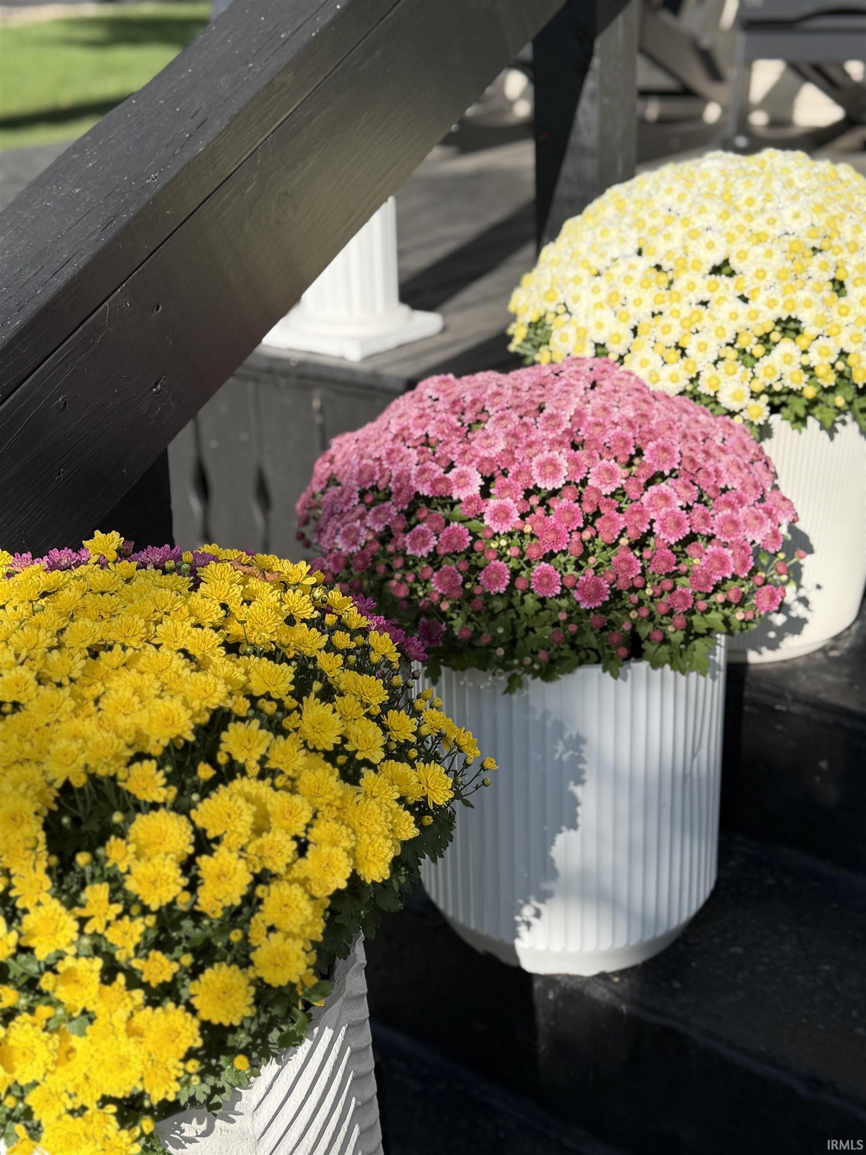Yellow, pink, and white chrysanthemums in planters on a wooden porch.