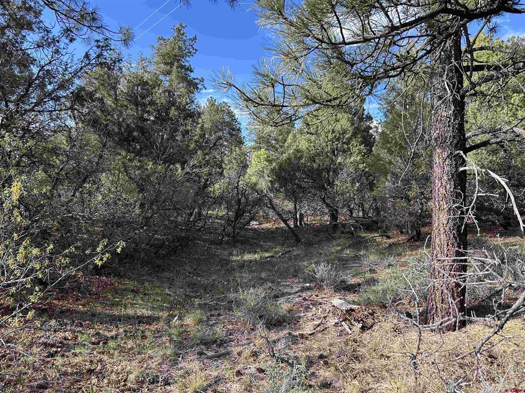 1333 Doc Adams Road