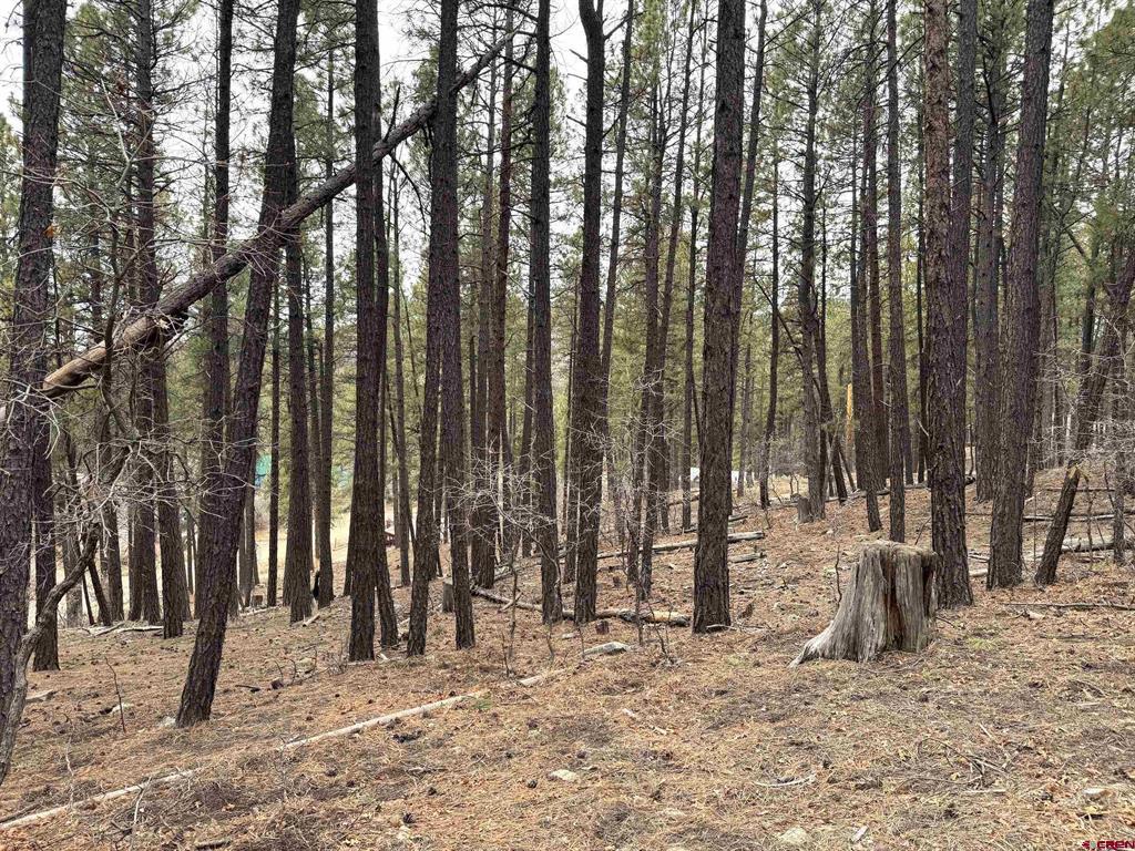 421 Forest Lakes Drive