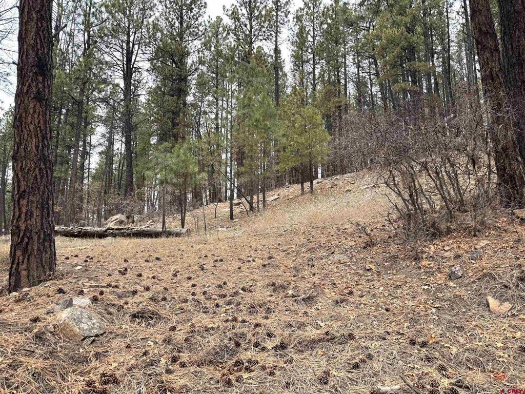 421 Forest Lakes Drive