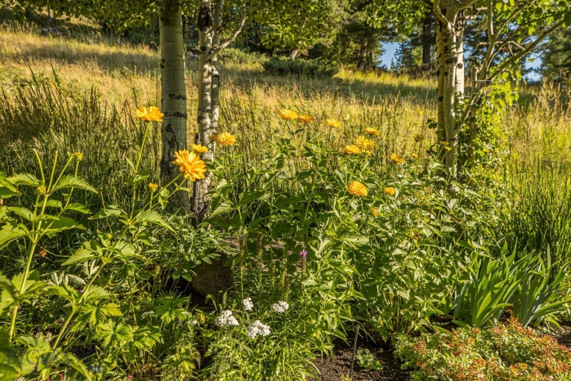 141 Black Wolf Ridge