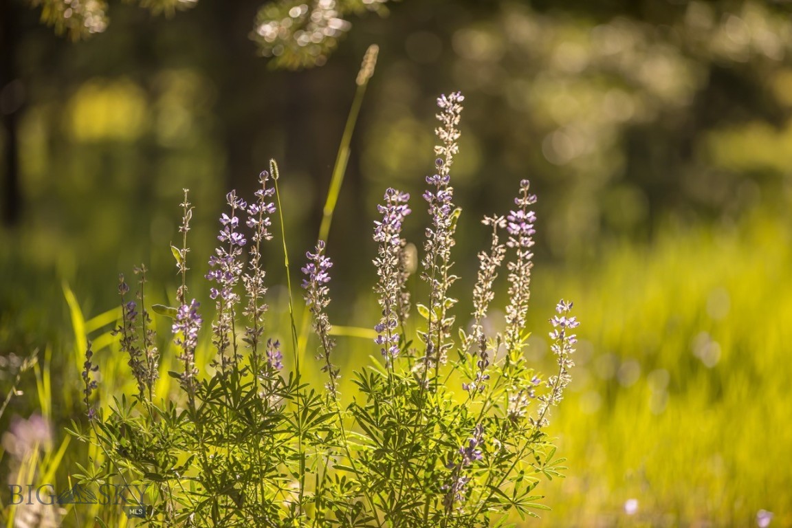 TBD Jack Creek Road, Moonlight Territory Parcel 2