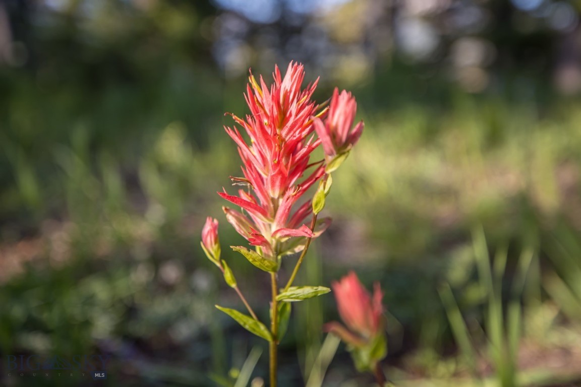 TBD Jack Creek Road, Moonlight Territory Parcel 2
