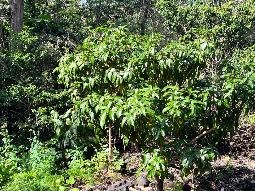 92-1684 KONA DR