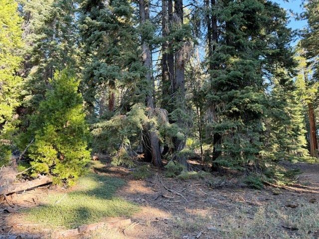 Wooded lot with tall pines surrounding a small clearing and dry ground.