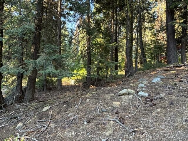Wooded sloping lot with tall evergreens and scattered rocks.