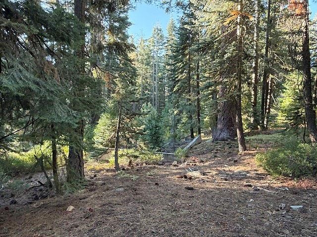 Wooded property lot with tall evergreen trees surrounding a sunlit, pine-needle-covered clearing.
