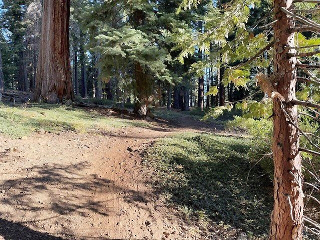 Wooded property with a dirt path winding among tall evergreen trees.