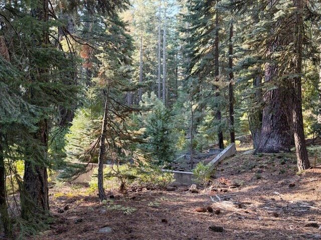 Wooded lot with tall evergreens, sloping ground, and a low concrete retaining wall.