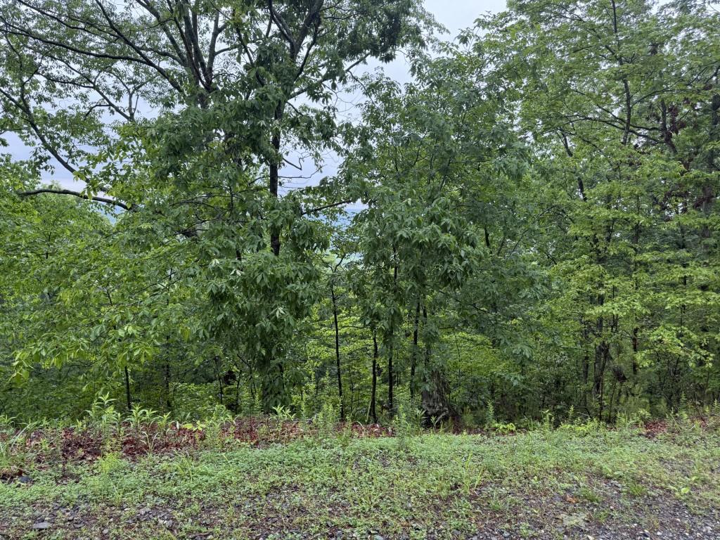 321 Oberlin Court