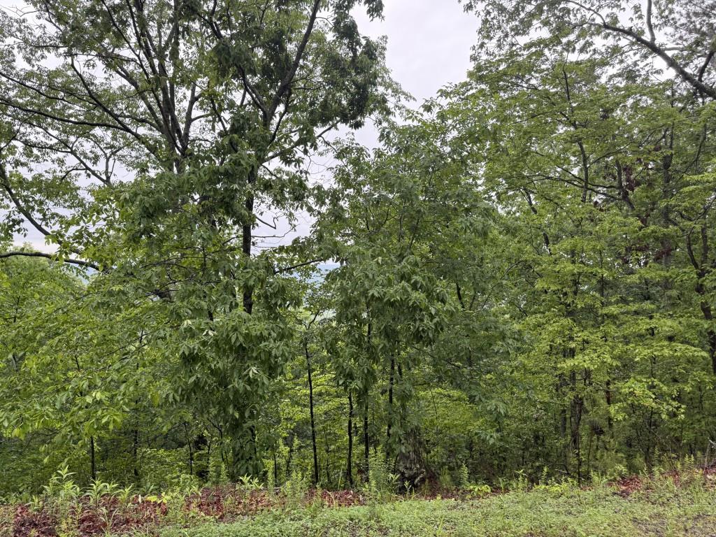 321 Oberlin Court