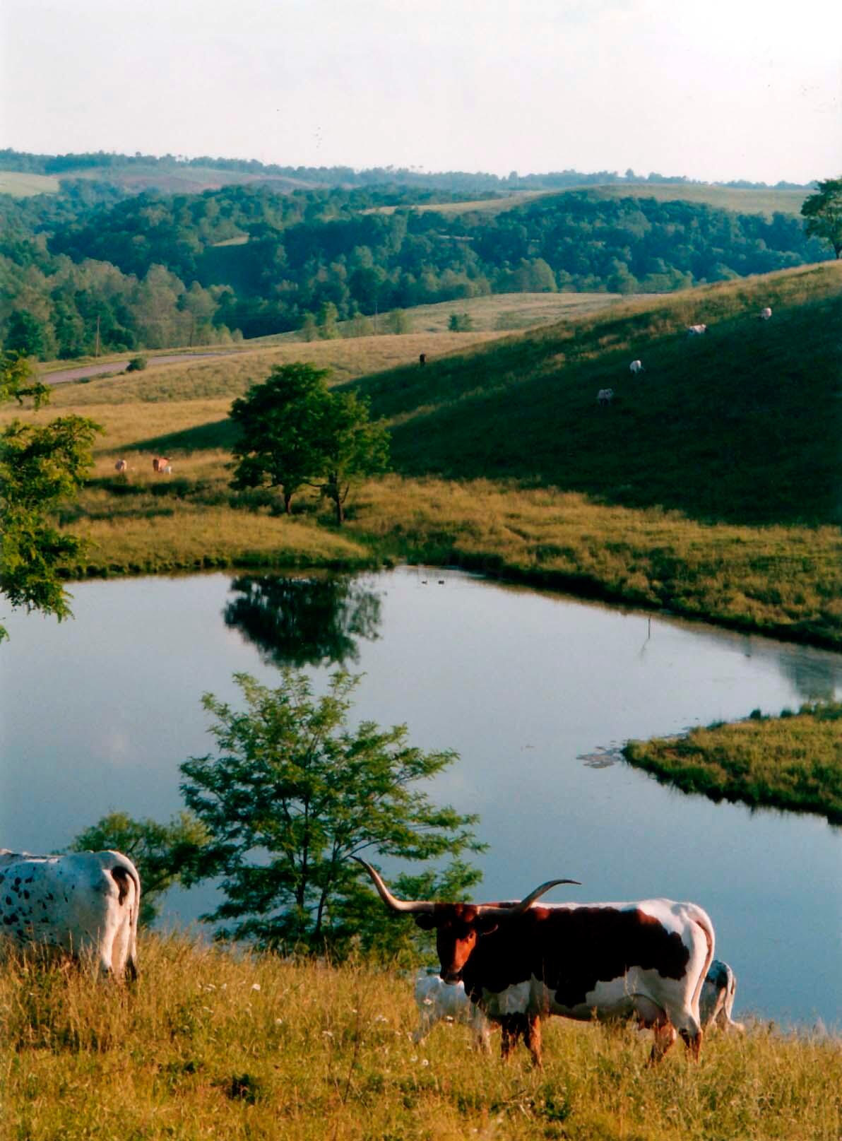 00 Cattle Drive