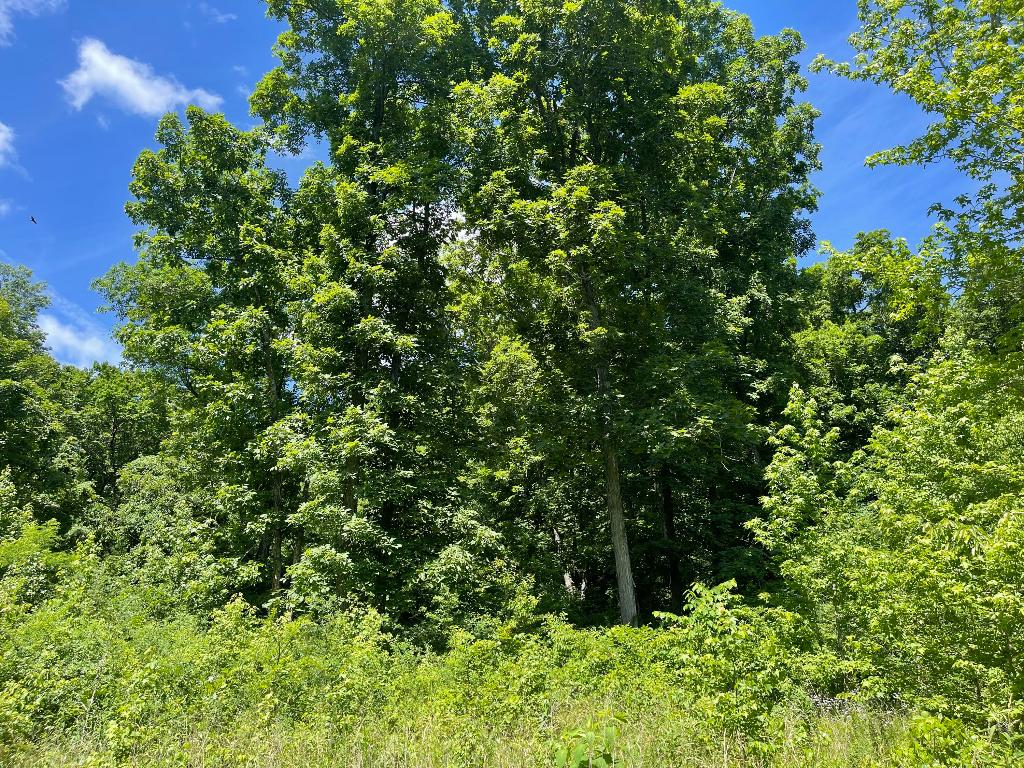 Tract 14 Terrapin Road