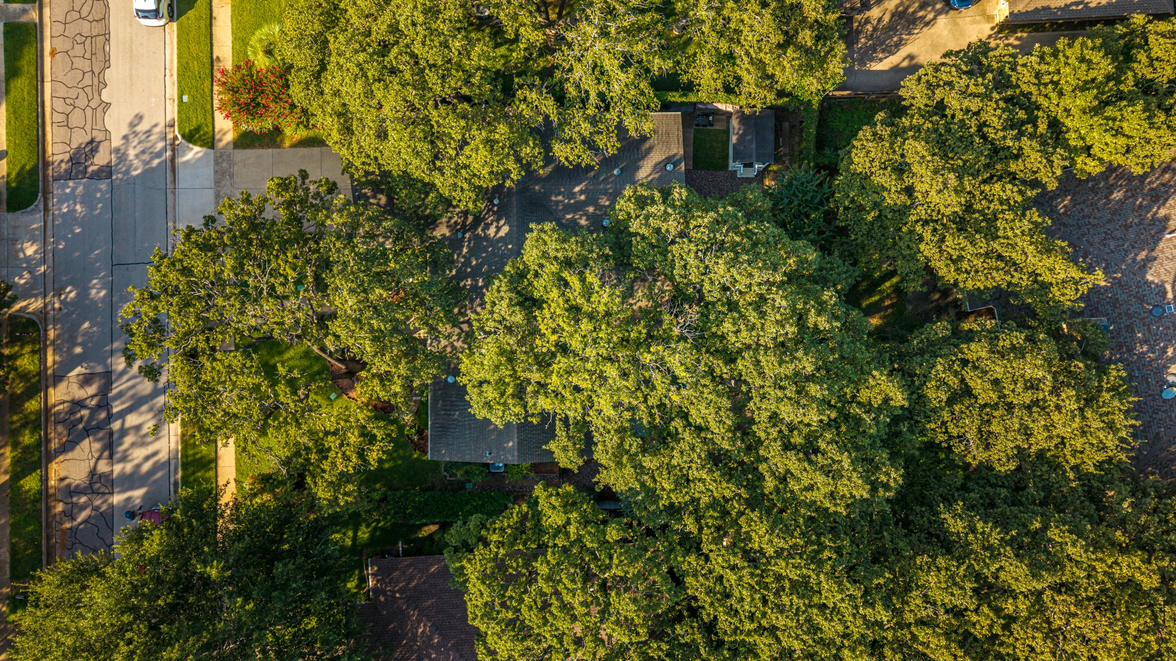 1810 Holm Oak Street