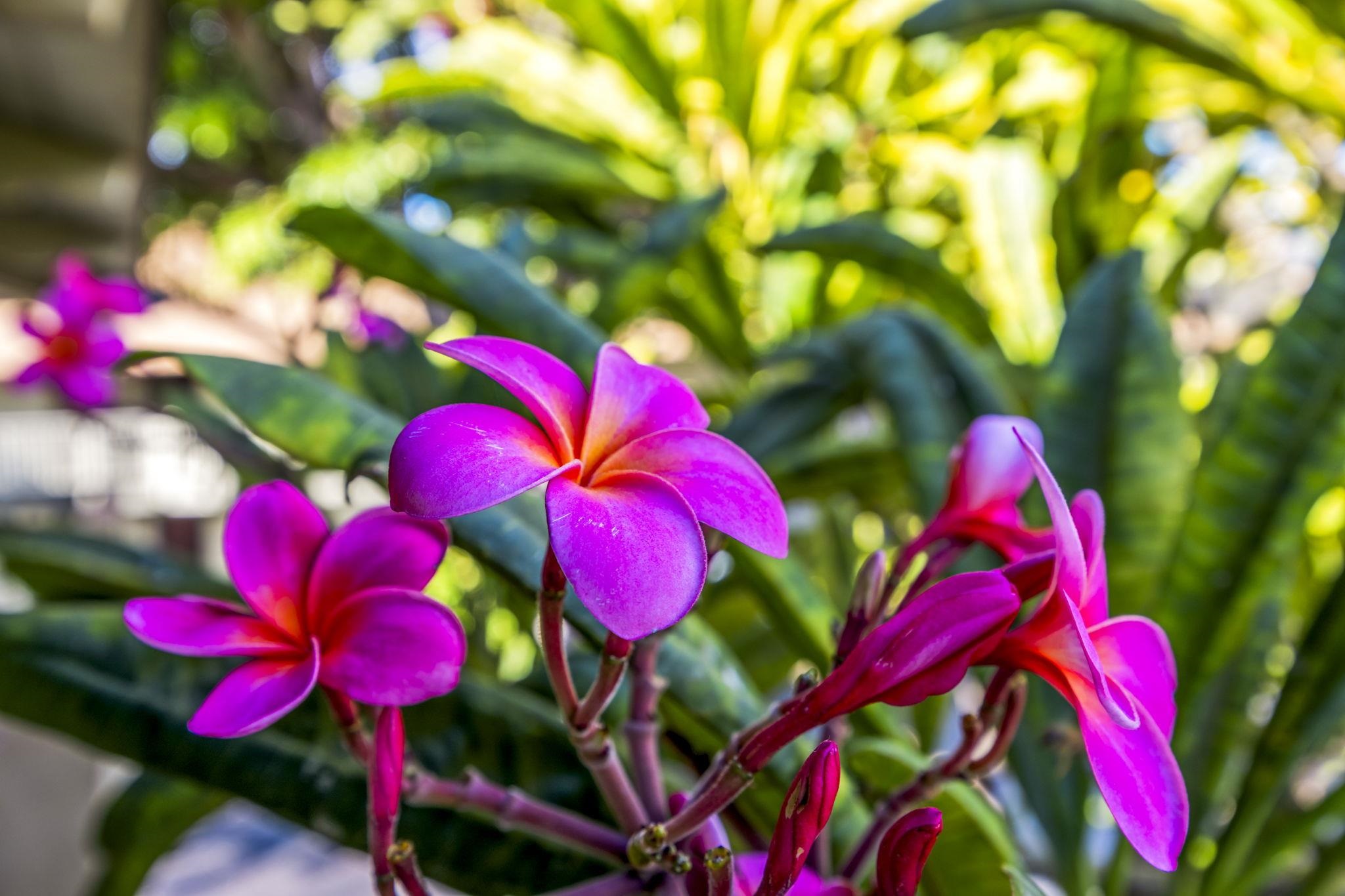 715 S Kihei Rd Unit: 107