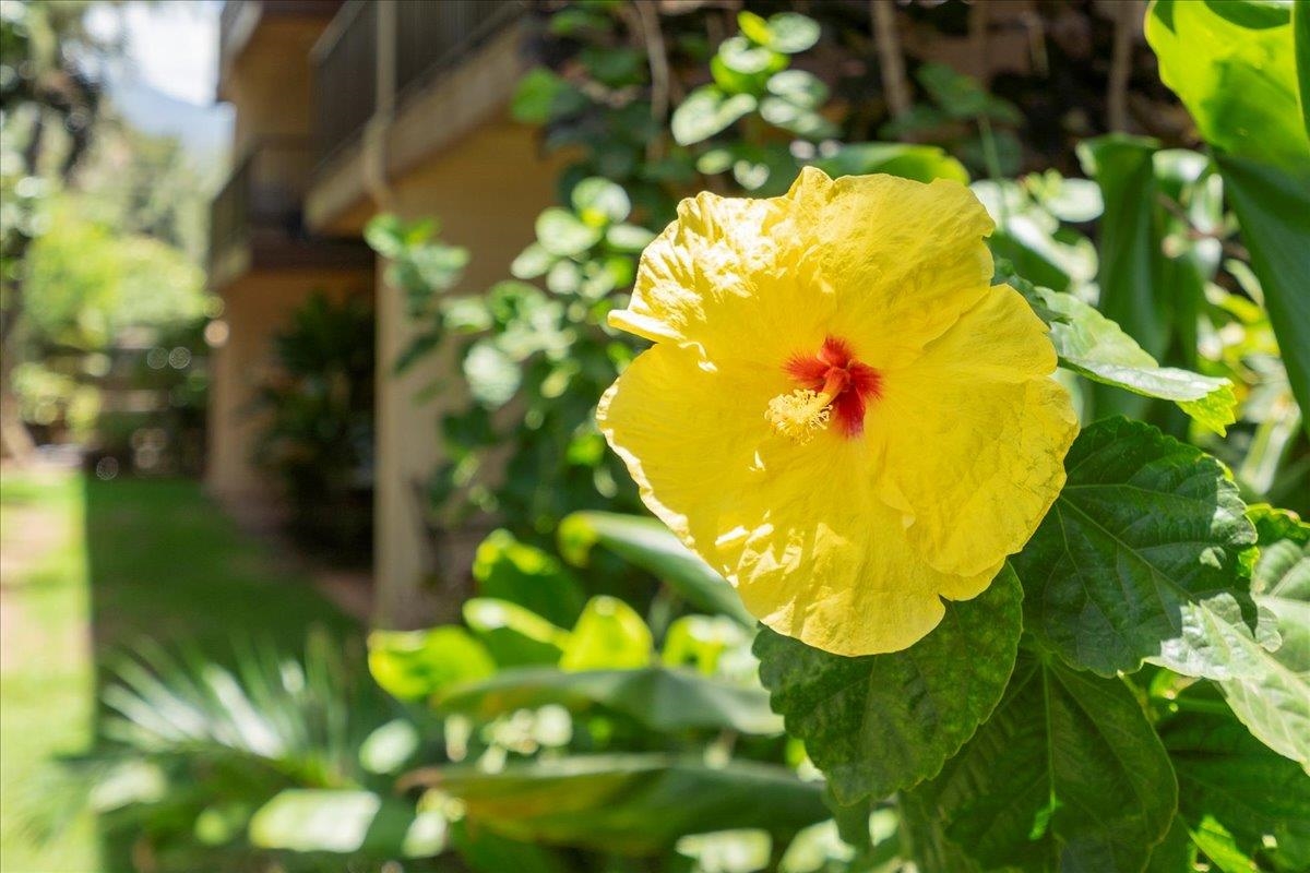 280 HAUOLI St Unit: B-17