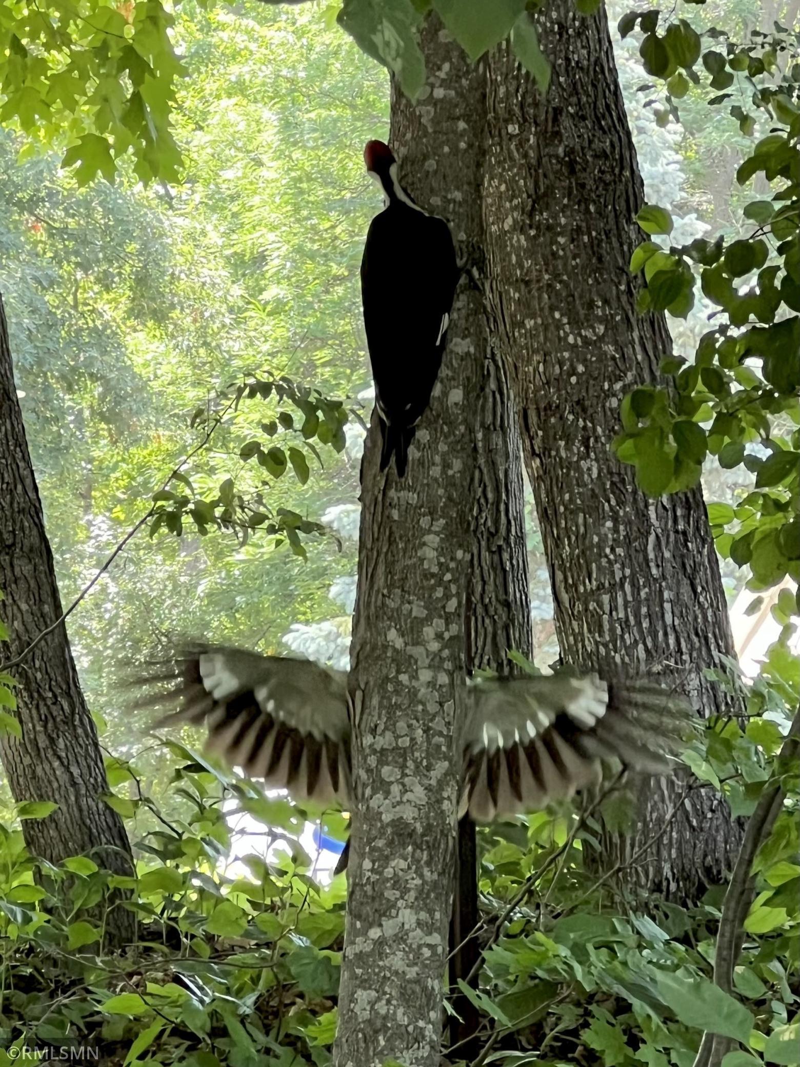 Woodpeckers among trees in a leafy wooded area.