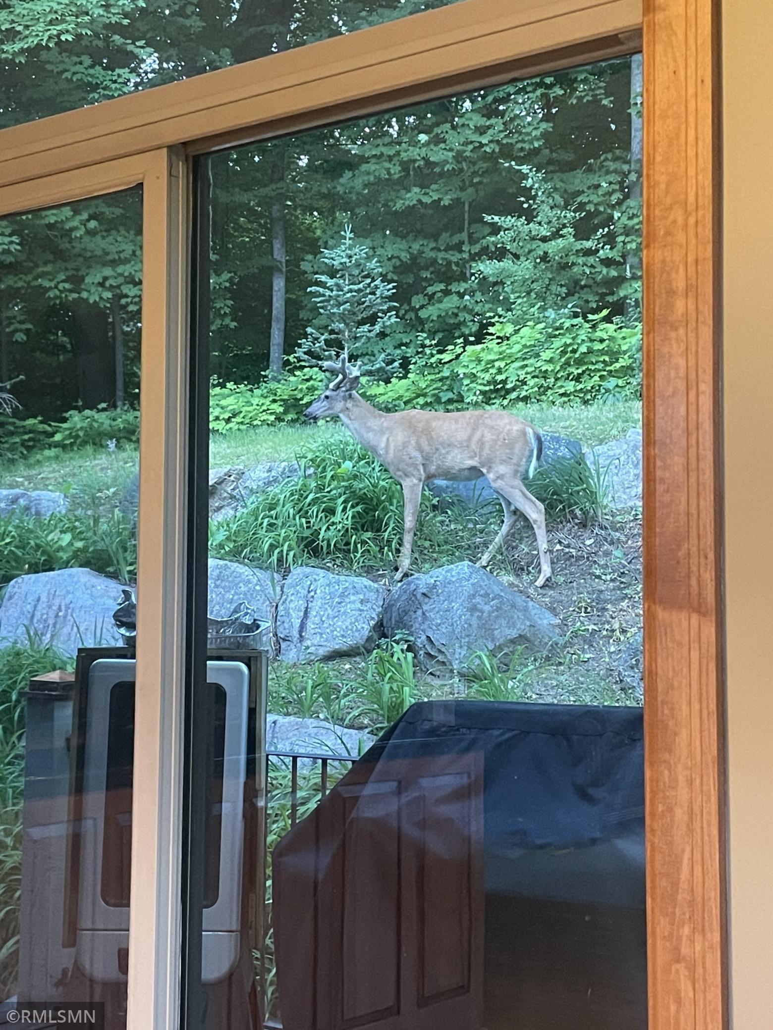 A buck stands among rocks and greenery outside a large wood-trimmed window.