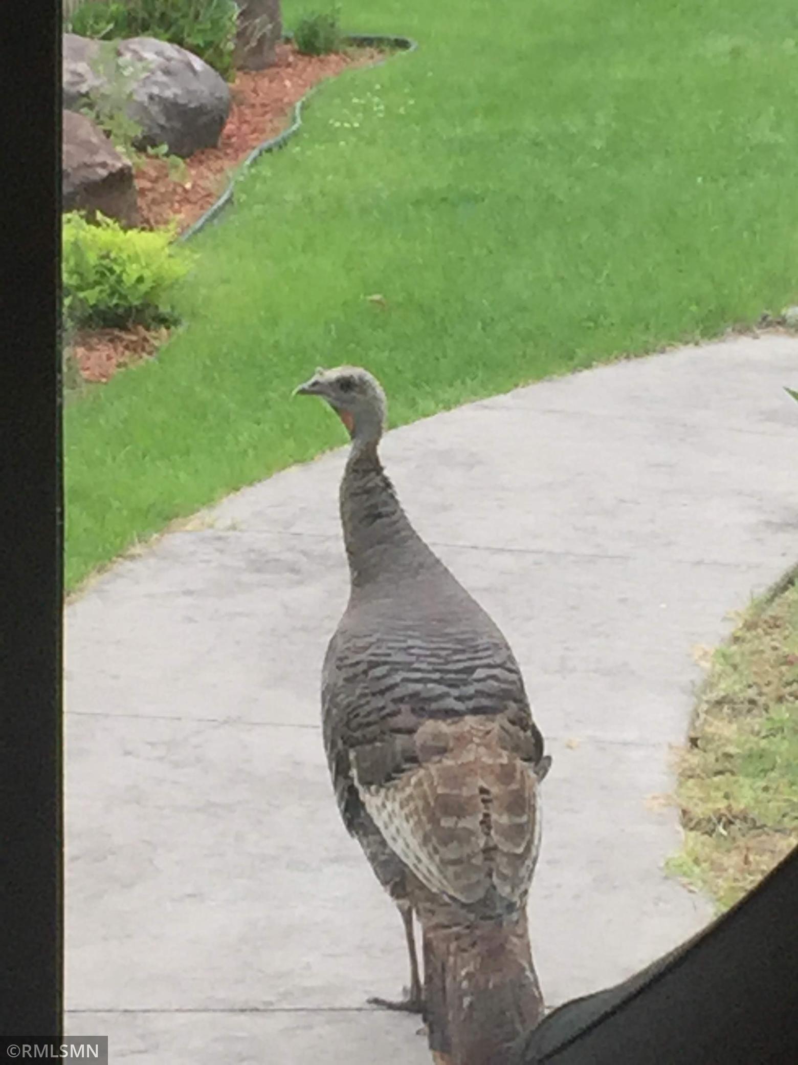 Wild turkey standing on a driveway beside a green lawn.