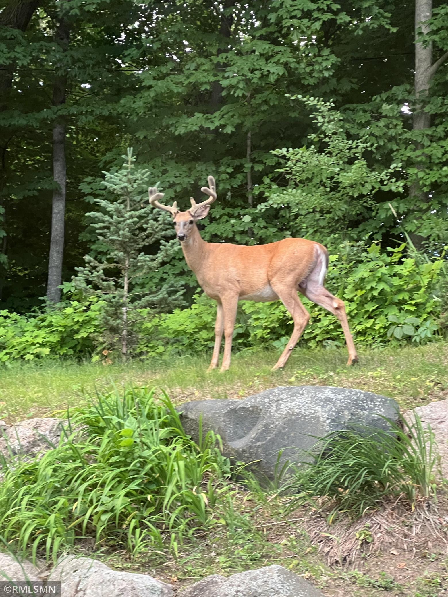Buck with velvet-covered antlers standing on a landscaped lawn before dense woodland.