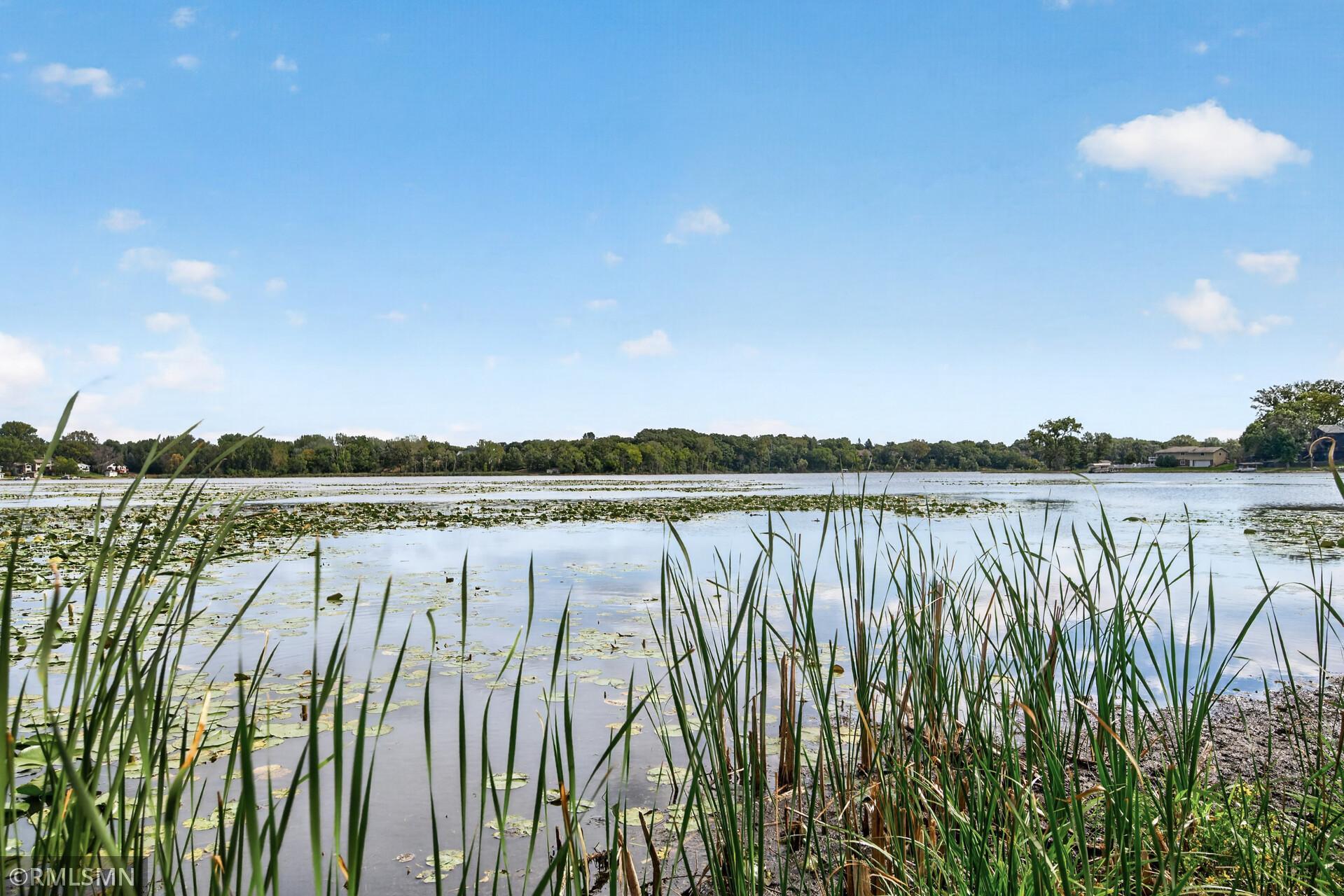 Lake view with lily pads and foreground reeds along a wooded shoreline.