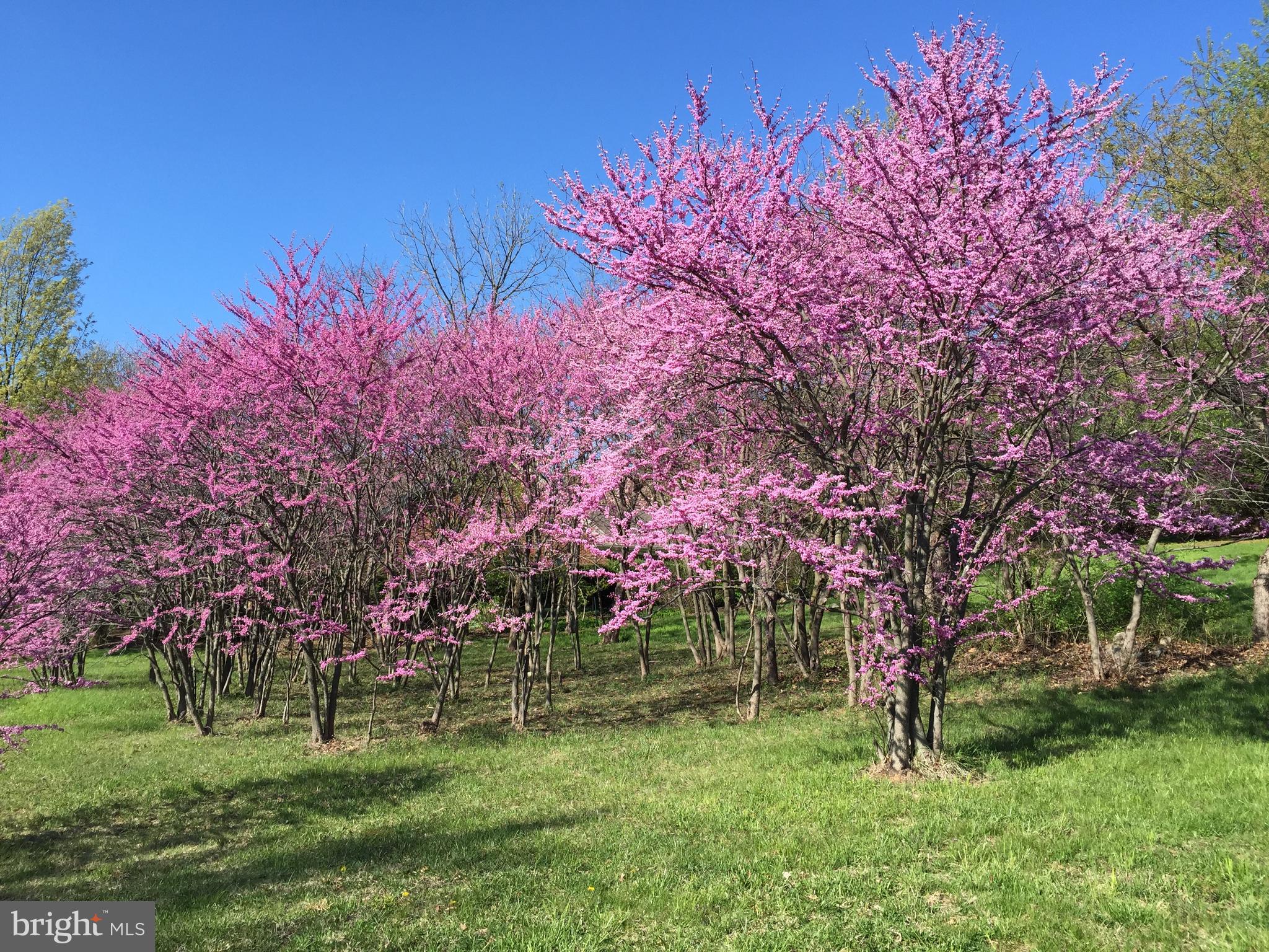 1532 Meadow Branch Ave