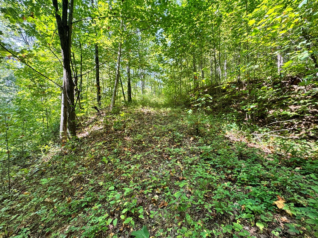 Lot 34 Black Walnut St.