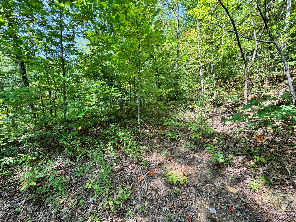 Lot 34 Black Walnut St.
