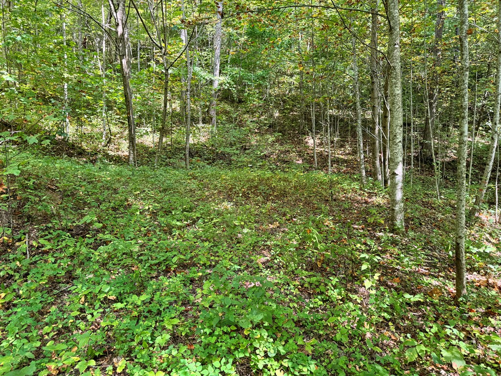 Lot 34 Black Walnut St.