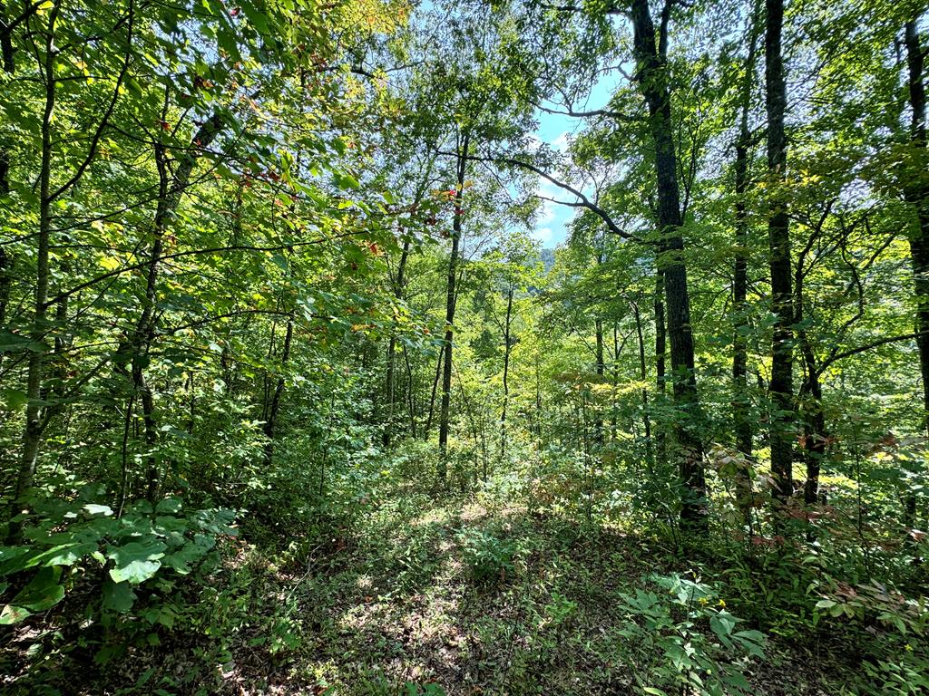Lot 34 Black Walnut St.