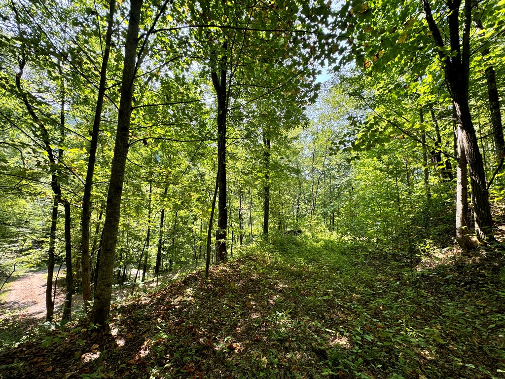 Lot 34 Black Walnut St.