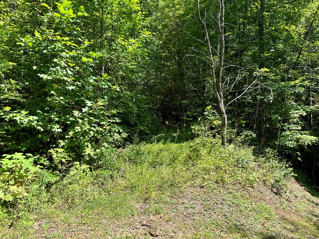 Lot 34 Black Walnut St.