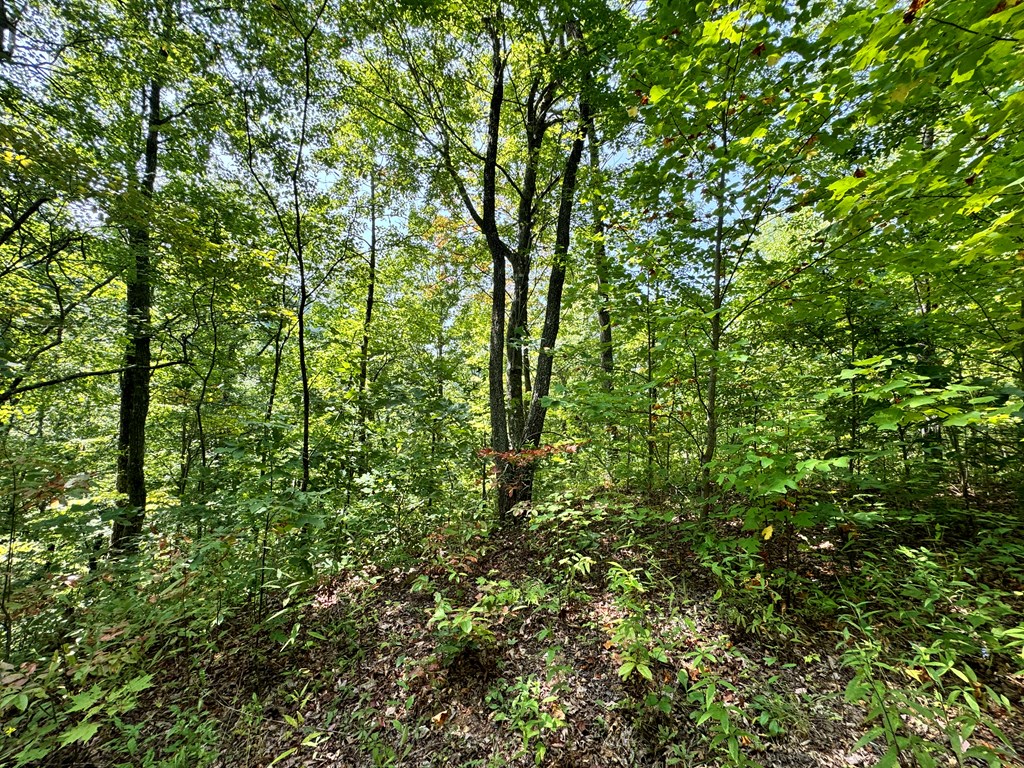 Lot 34 Black Walnut St.