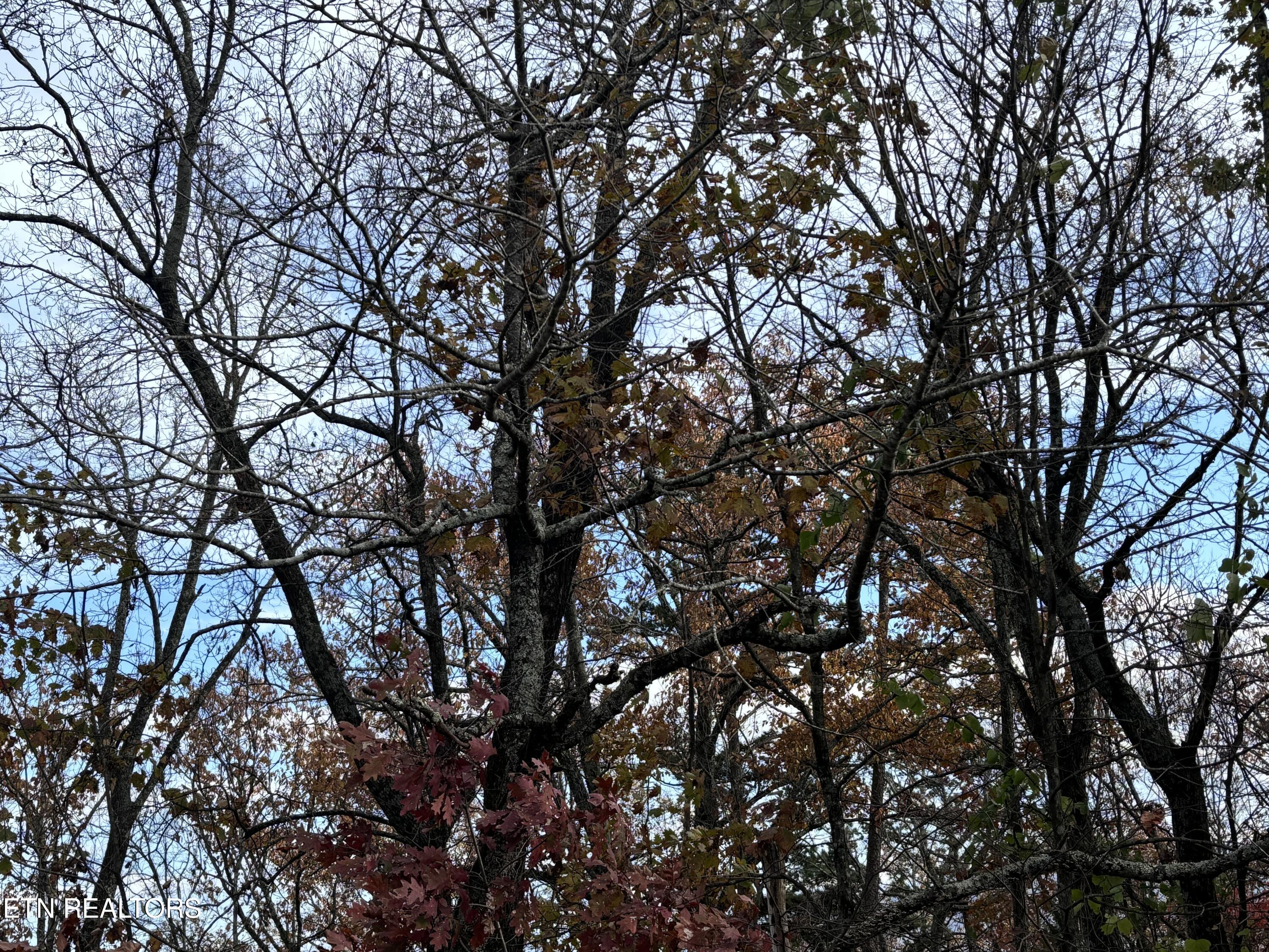 Smoky Mountain View Court