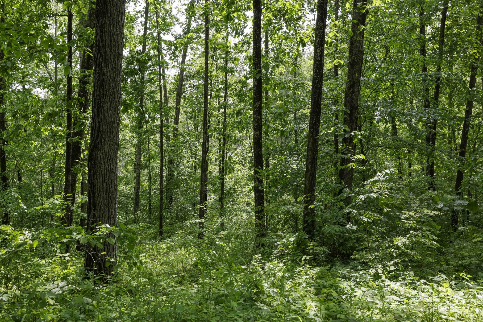 0 King and Caney Fork Rd