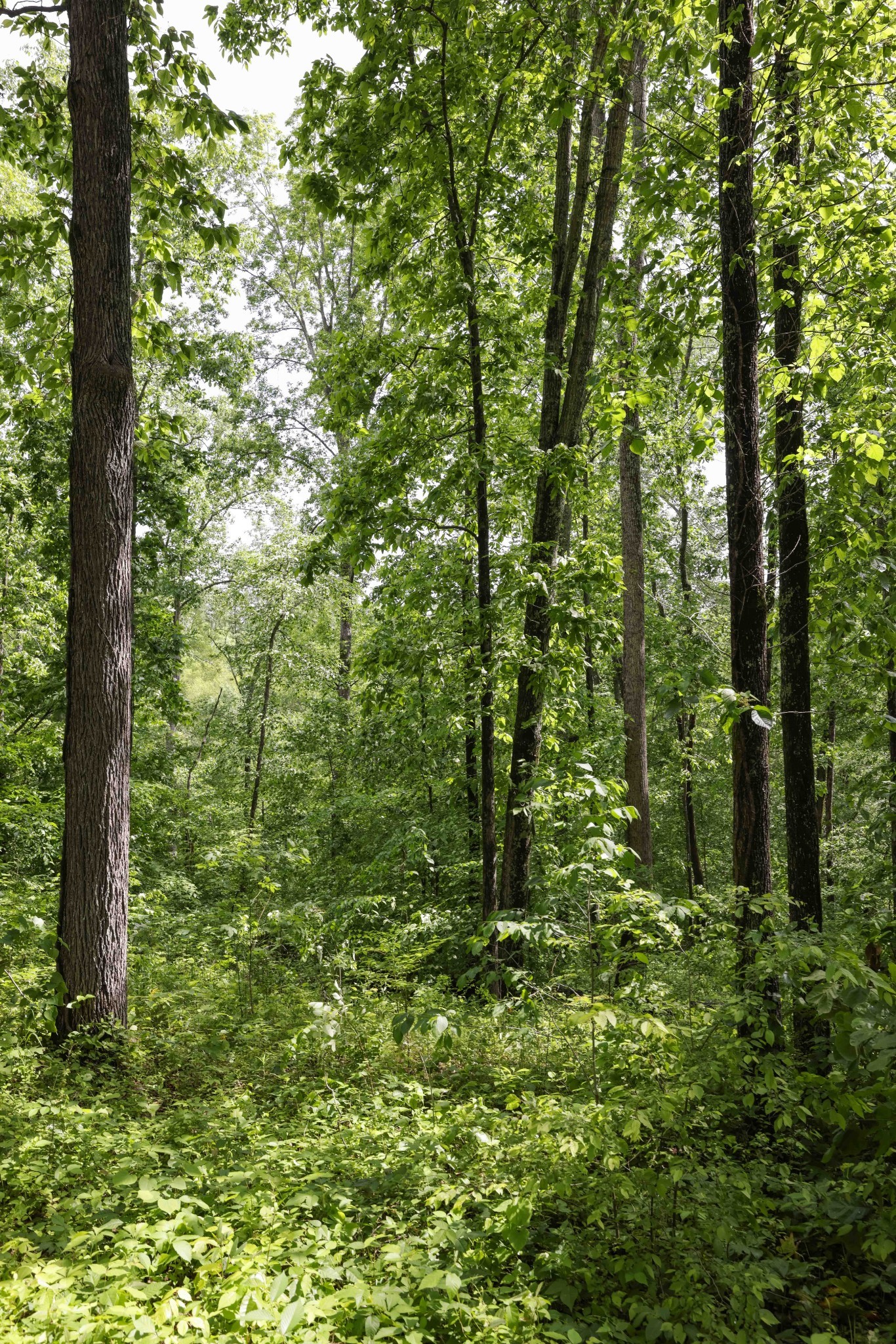 0 King and Caney Fork Rd