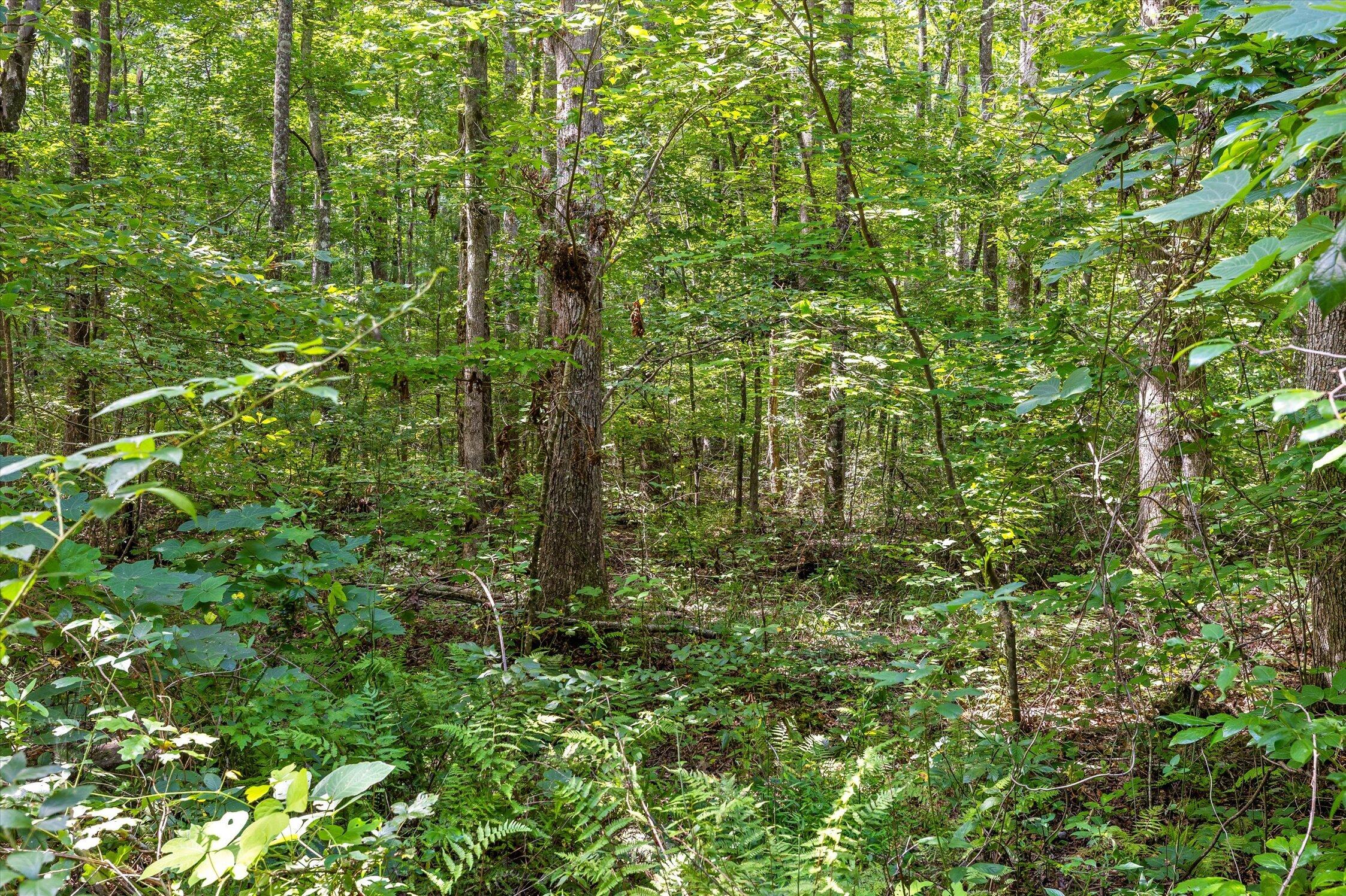 Wooded lot with mature trees and dense green undergrowth.