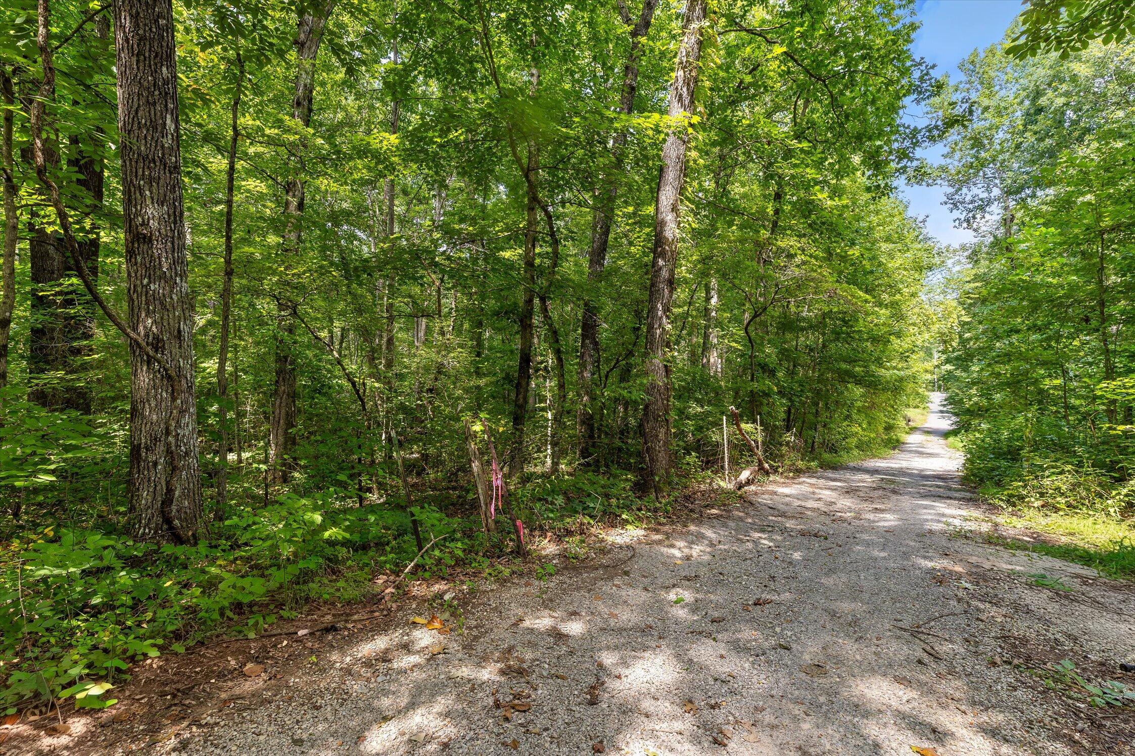 Gravel drive winding through a densely wooded property with mature trees.