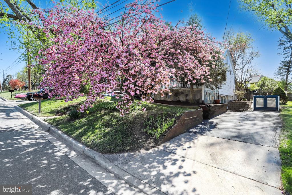 209 CEDAR AVENUE