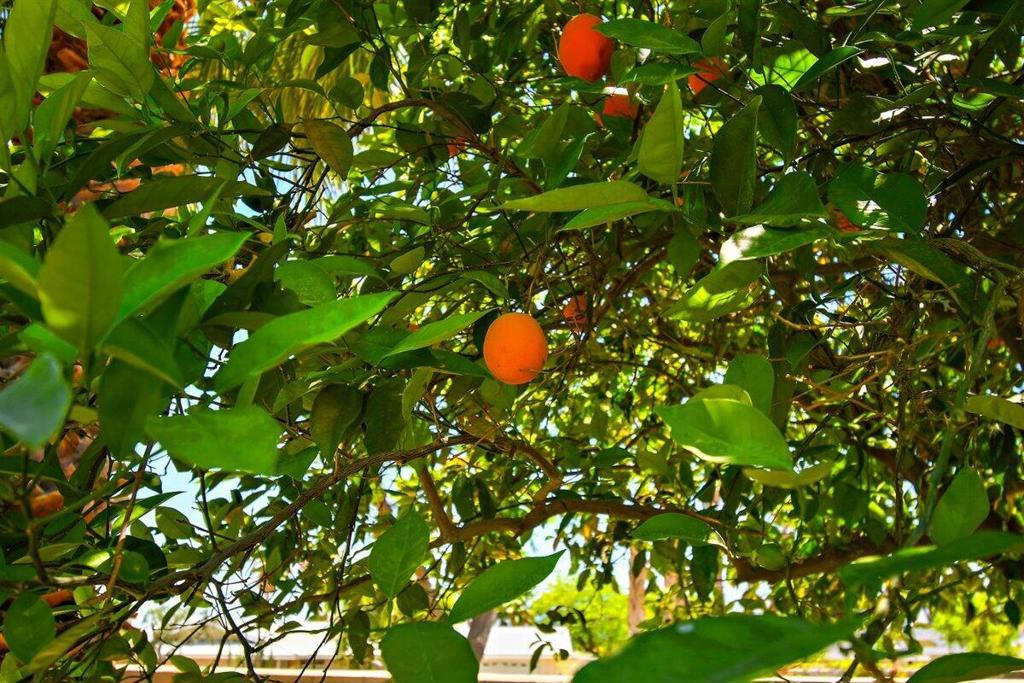 45935 Spyglass Hill Street